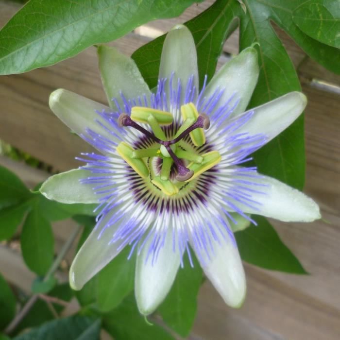 Passiflora caerulea - Passiflore grimpante bleue - Fleur ...