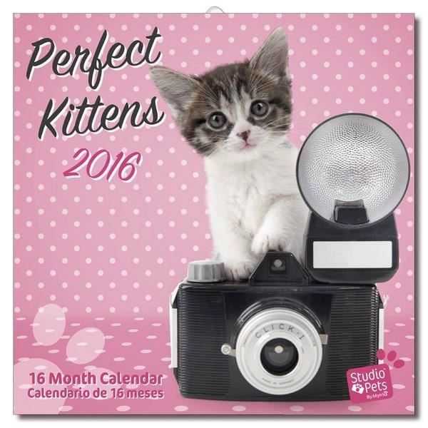 Calendrier mural 2016 studio pets gatos