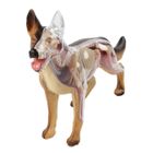  Kit anatomie - X-Ray : Chien