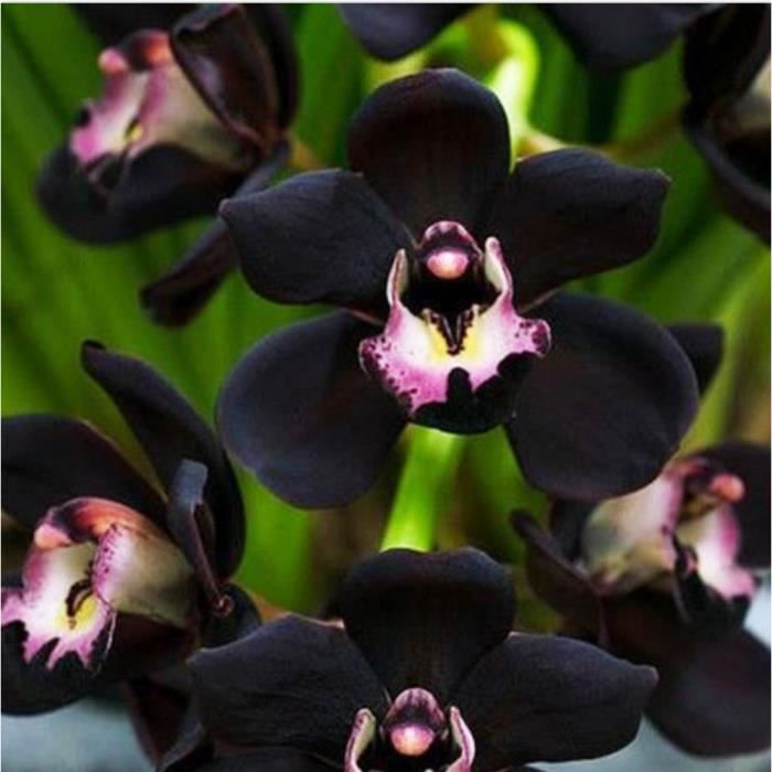 Lorchidee Noire Orchid Flowers