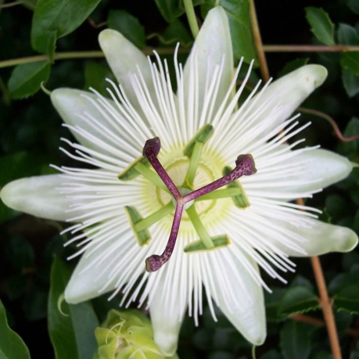Passiflora caerulea 'Constance Eliott' - Passiflore ...