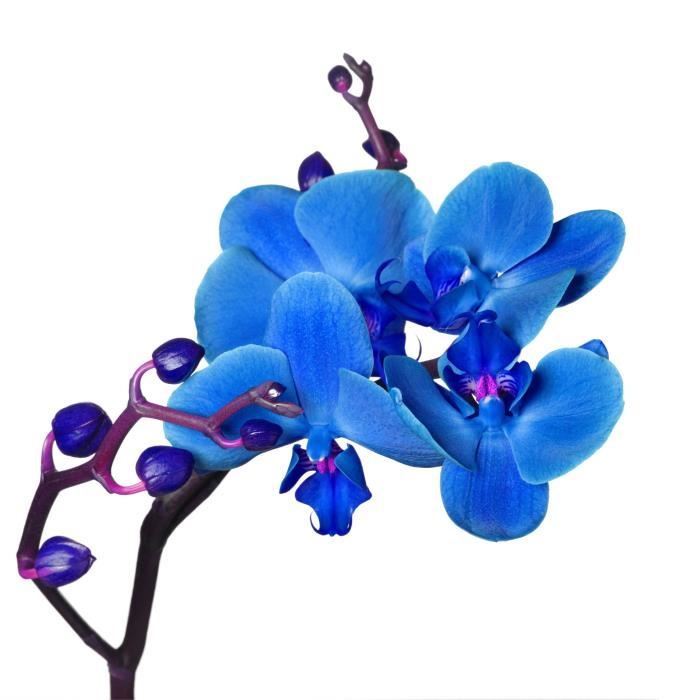 Sticker Fleur Orchidée bleu Dimensions 29x32cm Achat / Vente
