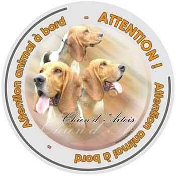 artois chat Les vidéos de chien d'artois les plus droles sont sur wamiz. artois chat Les vidéos de chien d'artois les plus droles sont sur wamiz.