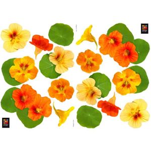 PLAGE Stickers adhésif mural Taille S -Capucines2 Planches 29,7 x 21 cm