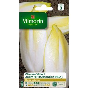 VILMORIN Chicorée Witloof Endive Zoom HF1 Obtention INRA