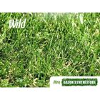  Wild origine Hollande