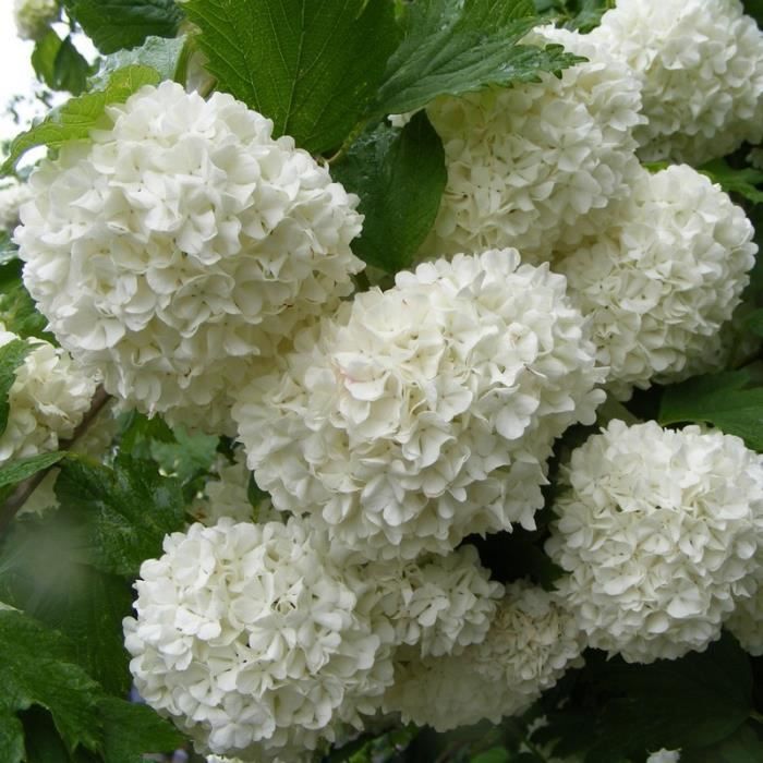 Viburnum opulus 'Roseum' Boule de neige Viorne Achat / Vente arbre buisson Viburnum