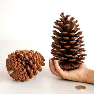 quel arbre donne des pommes de pin