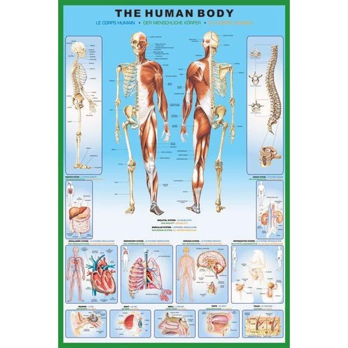 Poster Du Corps Humain Maxi X Cm Achat Vente Affiche Hot Sex Picture