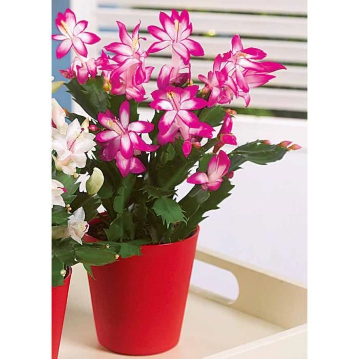 Cactus de Noël rose + cache-pot - Achat / Vente plante ...