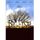 DVD FILM DVD Big fish