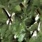  Treillis Brise Vue Feuilles