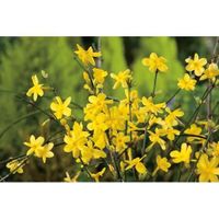 3 Jasmins d'hiver Nudiflorum 3 Jasmins d'hiver Nudiflorum