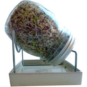 JARDIN MINIATURE Germoir en verre