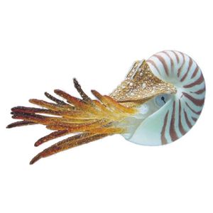 NOBBY Aqua Deco Nautilus flottant 10cm pour aquarium