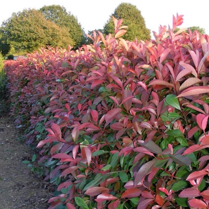 Photinia x fraseri 