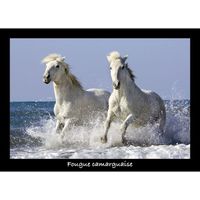 PUZZLE Fougue Camarguaise 1000 pièces