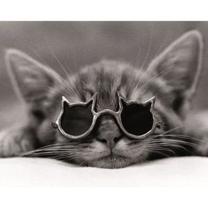 Affiche papier - Cool Cat I - Sunset - 40x50 cm