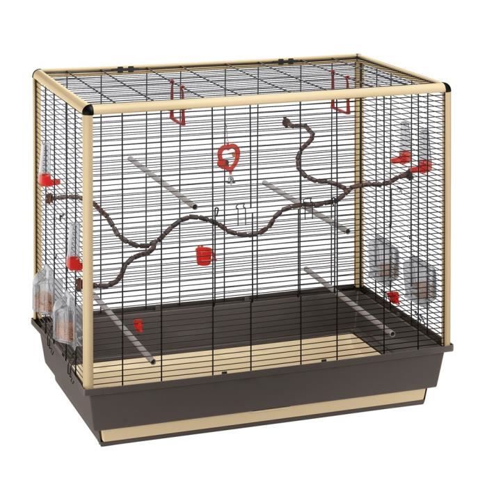 Exotic Birds Loiseau Exotic Birds Loiseau