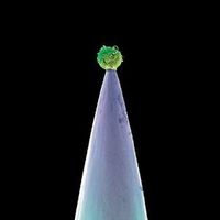 CD PETER GABRIEL - New Blood Edition Limitée