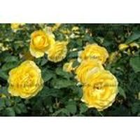 ROSIER PAYSAGER JAUNE - ROSA THE FAIRY YELLOW - ROSIER PAYSAGER JAUNE - ROSA THE FAIRY YELLOW -
