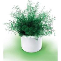 Plante de neptune Plante de neptune