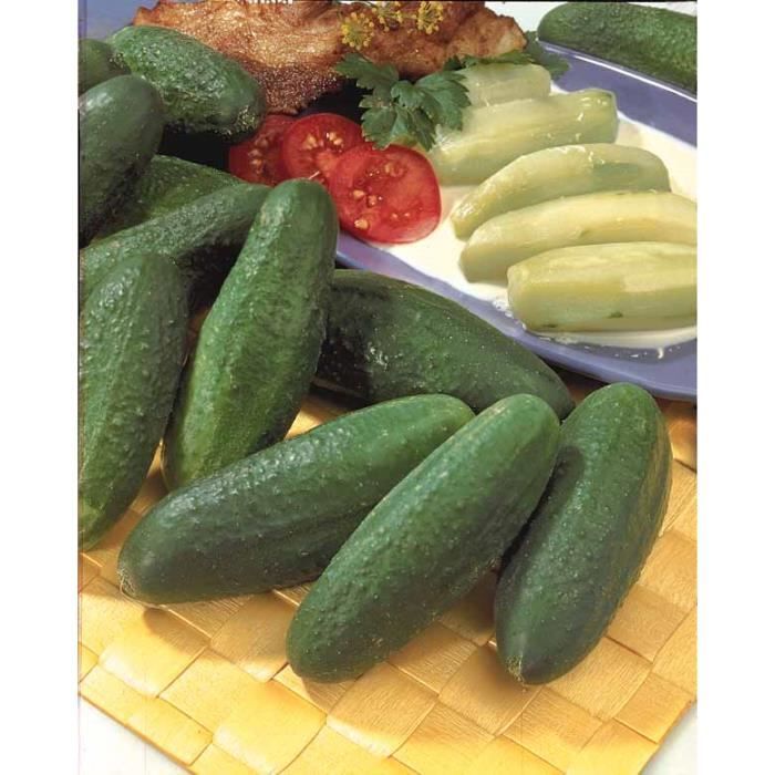 Cornichon ou 'Délicatesse' Achat / Vente graine semence