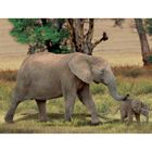 PUZZLE 1500 Pièces Géo Eléphant Et Son Petit