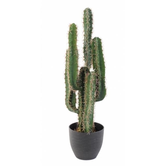 plante cactus pas cher plante cactus pas cher
