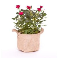 Rosier Rouge 30cm Rosier Rouge 30cm