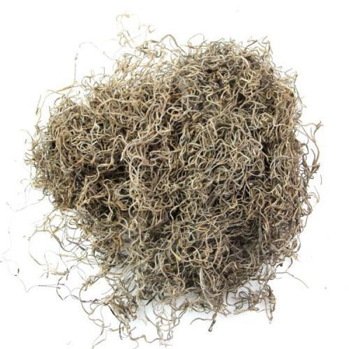 Mousse espagnole tillandsia - 50… - Achat / Vente statue - statuette