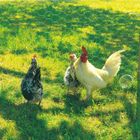 CLOTURE - BARRIERE Grillage Galvanex - 1x10 m