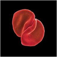 CD Peter Gabriel