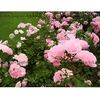 ROSIER PAYSAGER ROSE- ROSA THE FAIRY ROSIER PAYSAGER ROSE- ROSA THE FAIRY