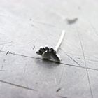  Stud Argent "Pied"