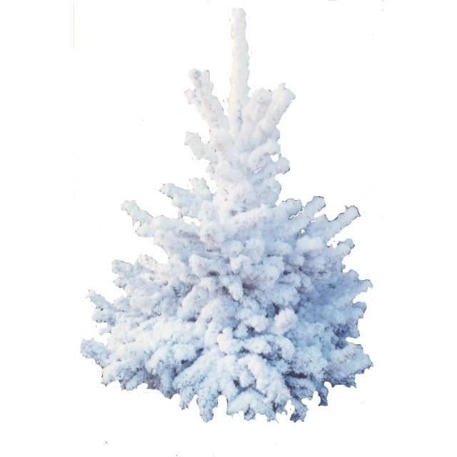 sapin de no 235 l floqu 233 blanc 110 120 cm achat vente sapin de no 235 l floqu 233 blanc 110 120 cm achat vente