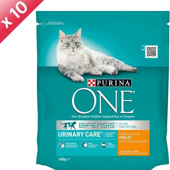 rencontre entre chien et chat adulte