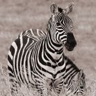 TABLEAU - POSTER Tableau Plexi ZEBRE 1