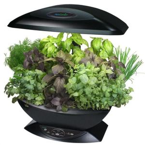 GRAINE - SEMENCE - OIGNON A PLANTER  AERO GARDEN