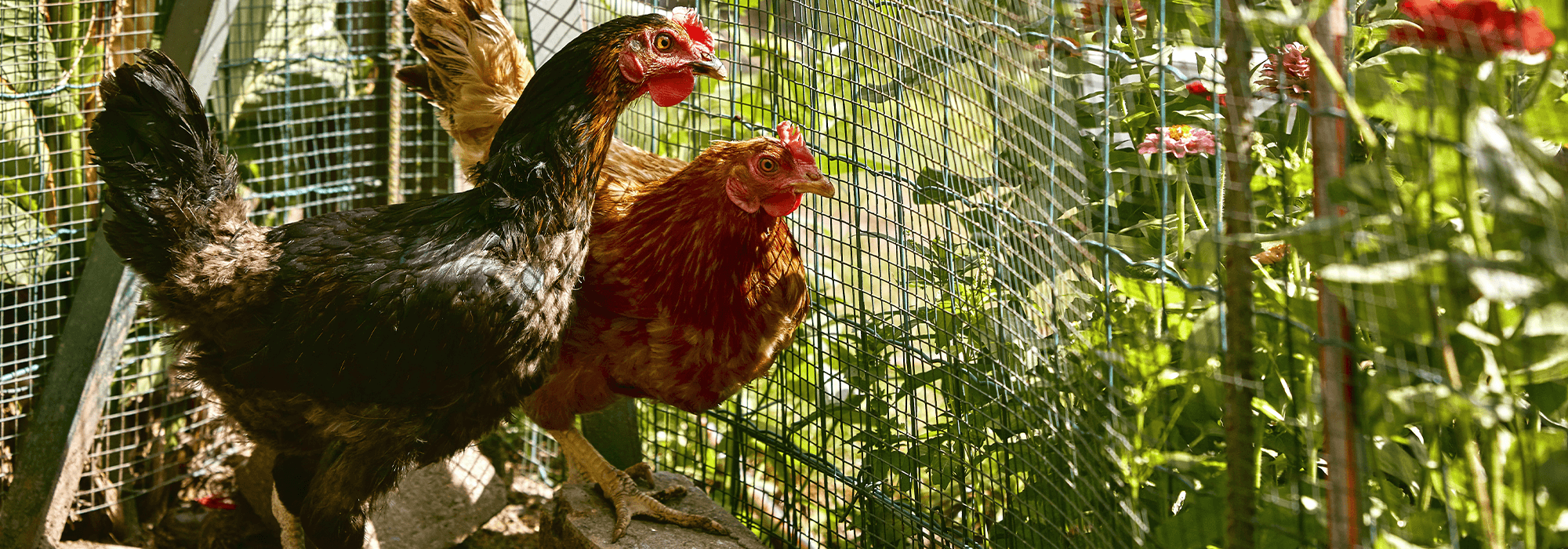 Comment Fabriquer Un Enclos A Poules Fait Maison Cdiscount