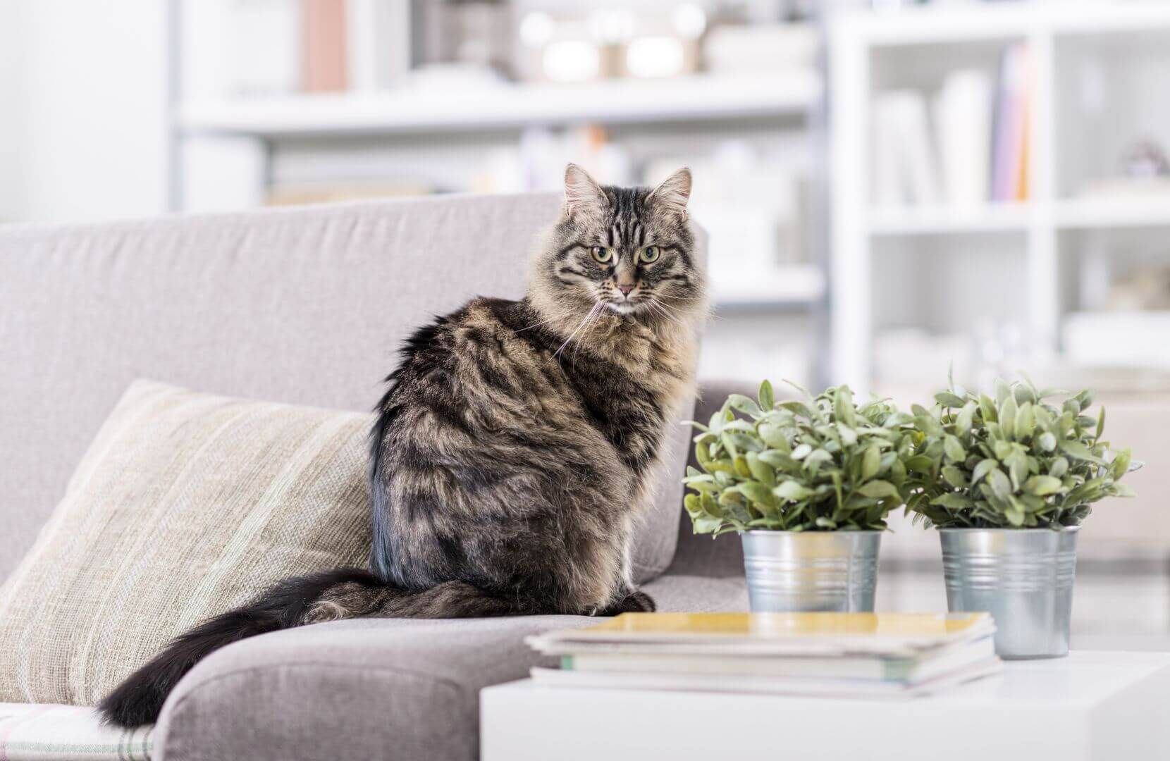 chat senior