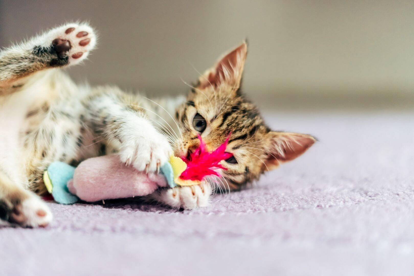 jouets chat