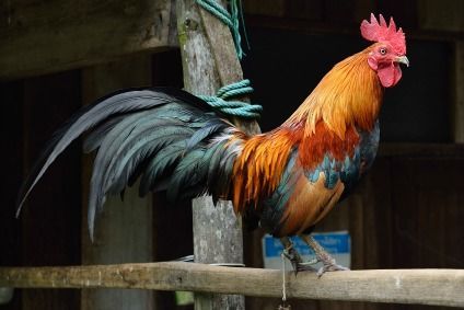 Combien De Poules Dans Un Poulailler Cdiscount