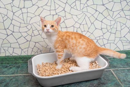 Quelle Litiere Pour Chaton Cdiscount