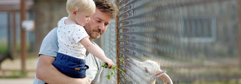 Vacances D Ete On File A La Ferme Pedagogique Ou Au Zoo Avec Bebe Cdiscount