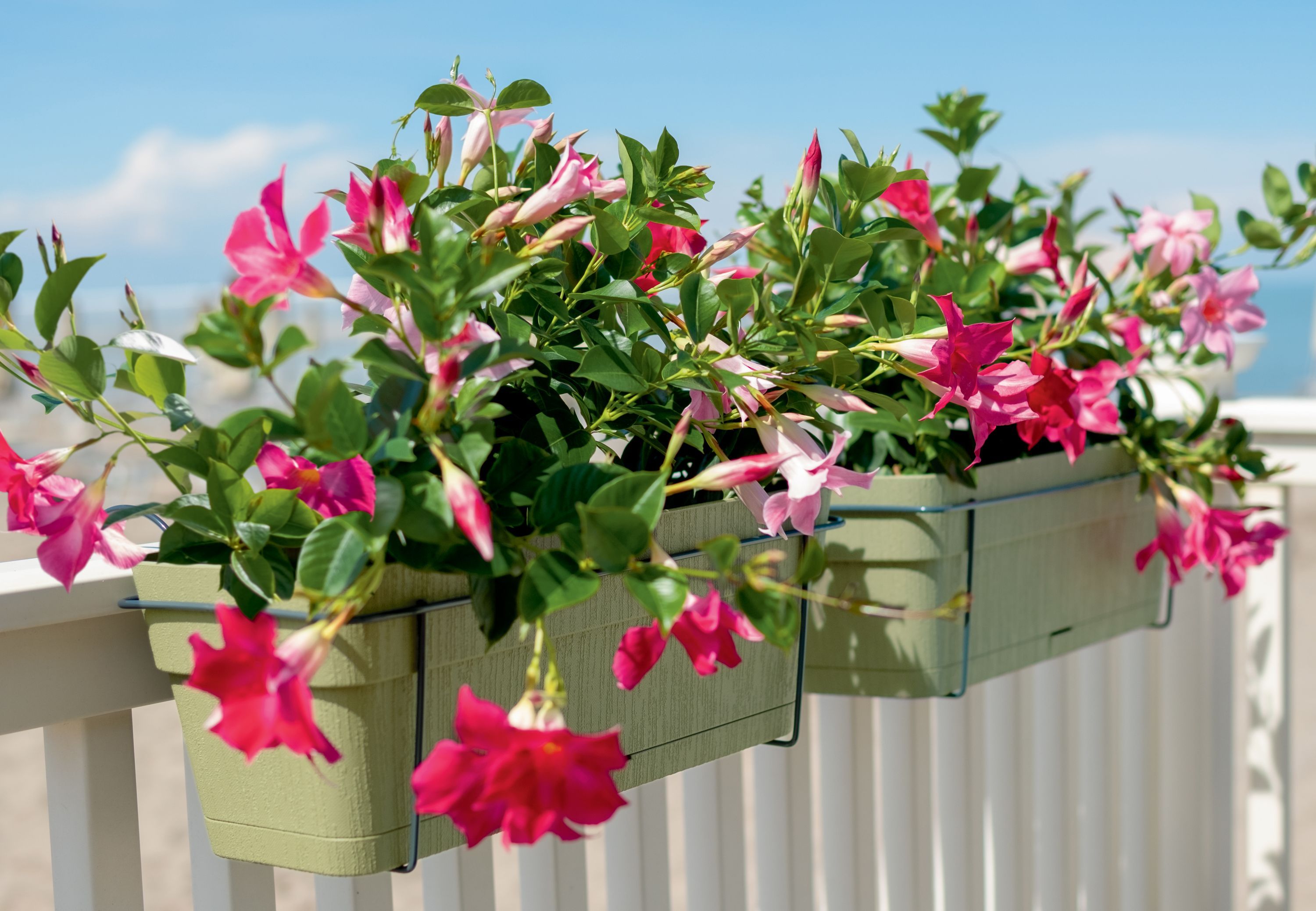 Image secondaire de Jardinière Balconnière Ethica 50 cm en Graphite - 9 L