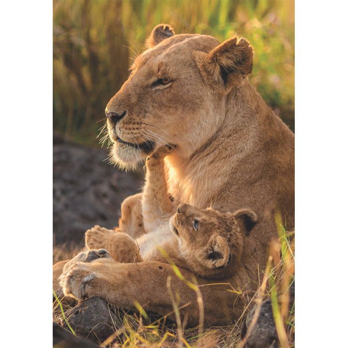 Image secondaire de Puzzle Compact 500 pièces - Feline Love par CLEMENTONI