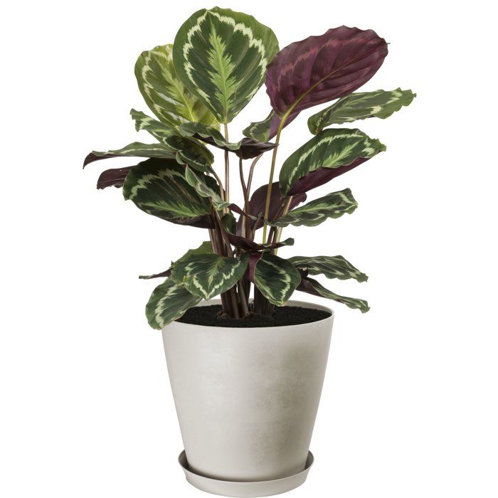 Image secondaire de Pot de Fleurs Rond Swing Cone - Pierre Blanche - Ø 42 cm