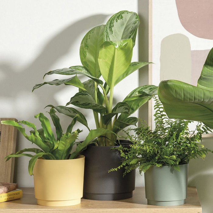 Image secondaire de Pot de fleurs rond DEROMA 13L - Ø 29 cm - Vert élégant