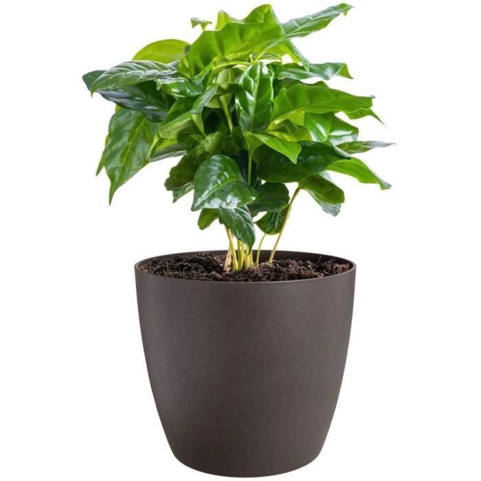 Image secondaire de ELHO Lot de 3 pots de fleur rond The Coffee Collection - Ø14xH12,6cm, Ø16xH14,7cm, Ø18xH16,8 cm - 7 L - Marron